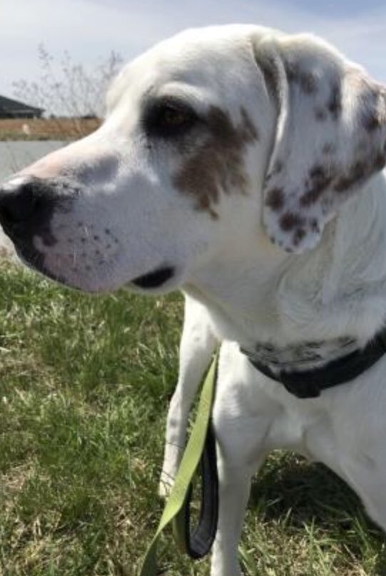 DeltaSigDOGS's tweet photo. Our first pupper is CJ! CJ is an extremely active Pyrenees and Lab mix. He loves to hike and explore and is extremely people-oriented! Stop by 1100 Fremont to meet him this Sunday! https://t.co/nXllNWEYcb
