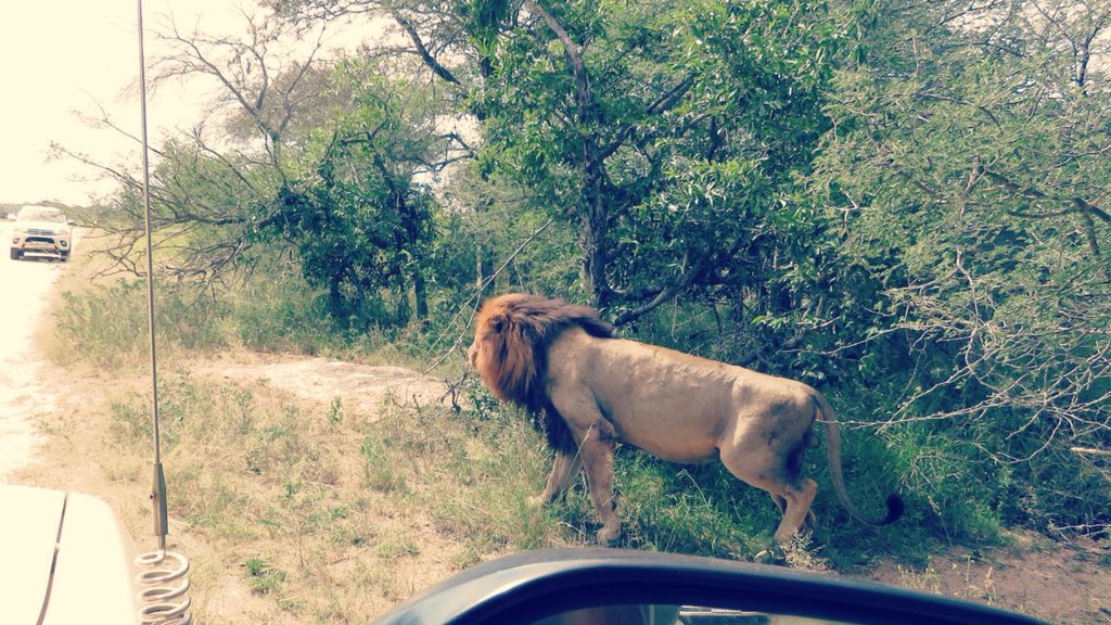 BuhalaLodge's tweet photo. Got up close and personal with an amazing male lion on one of our Buhala Lodge game drives!
.
.
.
.
.
#buhala #buhalalodge #lodge #africa #southafrica #luxuryhotel #hotel #wildlife #outdoors #lion #wildlifephotography #luxury https://t.co/9zOrACjBhT