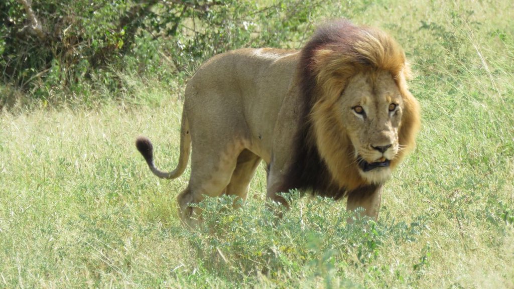 BuhalaLodge's tweet photo. Got up close and personal with an amazing male lion on one of our Buhala Lodge game drives!
.
.
.
.
.
#buhala #buhalalodge #lodge #africa #southafrica #luxuryhotel #hotel #wildlife #outdoors #lion #wildlifephotography #luxury https://t.co/9zOrACjBhT