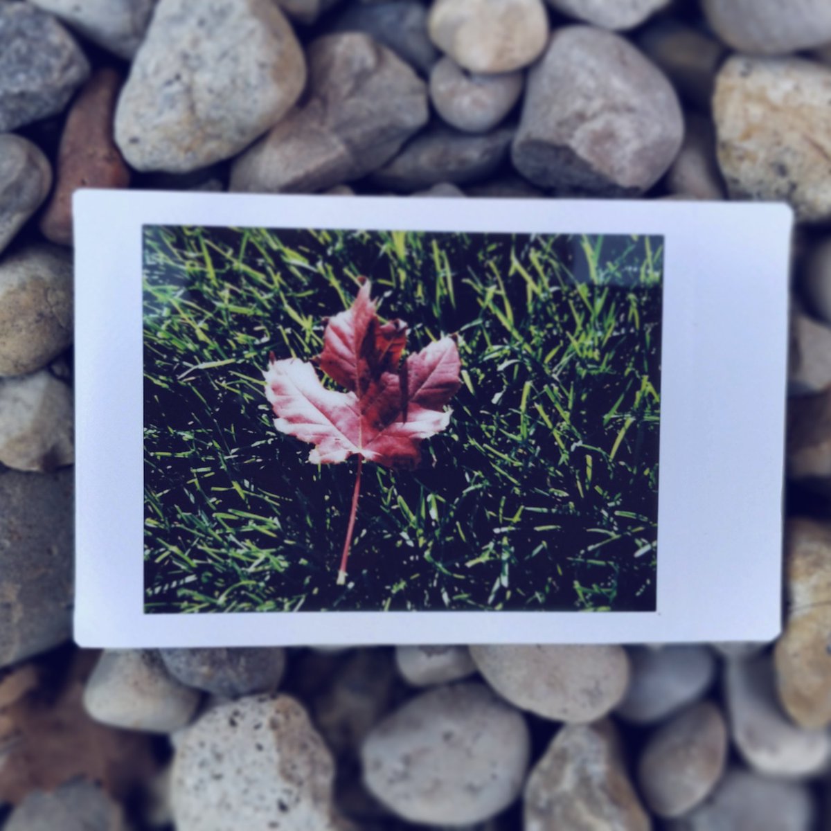 anithaaavi's tweet photo. Can't wait to finish my exams and get back to Polaroids!!
#polaroid #photography #naturephoto #photoseries #photographers https://t.co/ufNuzB2PuT