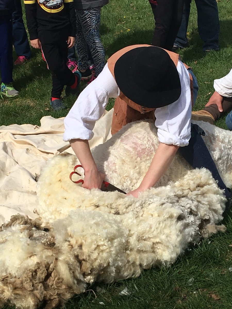 It’s that time of year again! The sheep are getting their new Spring look thanks to our intrepid interpreters. #wooldays #livinghistory #StauntonVA #shenandoahvalley