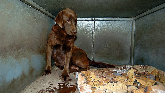 Dr_Dan_1's tweet photo. Taken. Imprisoned. Isolated. Neglected. Made to produce puppies again &amp; again. For some, #DogTheft is just the start of a life of suffering. Despite this, #PetTheft is seen no differently to the theft of an inanimate object. SIGN &amp; RT to help change this https://t.co/jCxZRn9tOj https://t.co/QaQc17RSXh