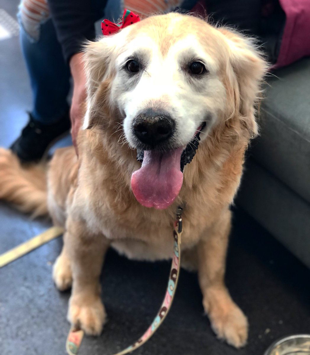 Daisy had so much fun at The Groomery with Yinette 🎀💓#thegroomery #nyc #groomingsalon #petsmart #groomingstyle #doggrooming #goldenretriever #fortheloveofpets