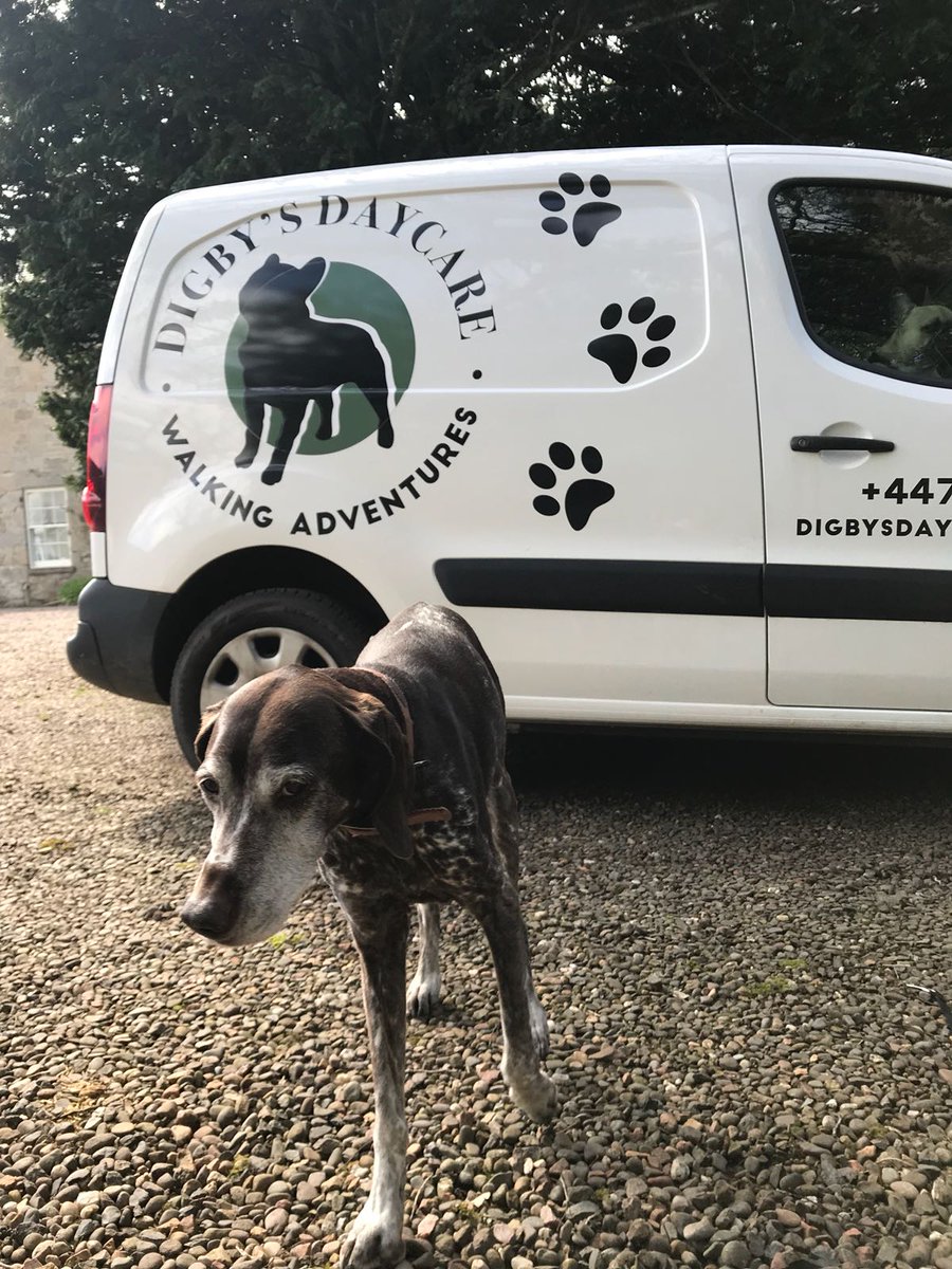 DaycareDigby's tweet photo. Head over to our Facebook or Instagram page to find out more about our lovely girl Amber! 

https://t.co/YLKJyf1WS7 https://t.co/I7pRKO7CcE