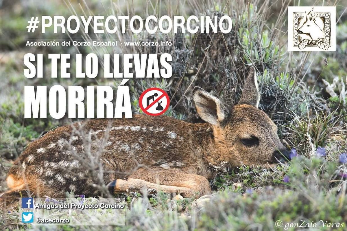 Nueva campaña del #ProyectoCorcino de <a href="/ACEcorzo/">ACEcorzo</a> «No lo recojas, no está abandonado..Si te lo llevas morirá» corzo.info/asociaciones-c… #corzos #roedeer #deer #rehwild