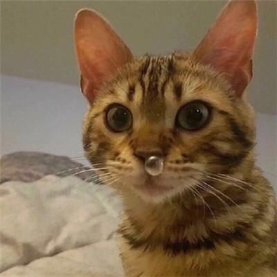 BubbleFem's tweet photo. Vengo a bendeciros la vida con la foto más tierna jamás vista: un gatito con un moco. Apreciadla. https://t.co/7q1JkwZYfo