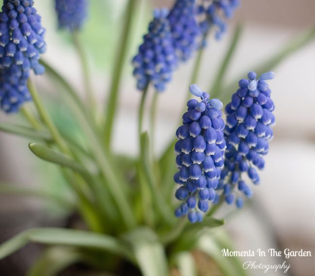MomentsintheG's tweet photo. Pretty blue muscari (grape hyacinth).  An early spring bulb that does well in my garden.  muscari.  One of my favourite spring bulbs.  #grapehyacinth #earlyspringbulb #springtime #happygardeninglife #momentsinthegardenphotography https://t.co/f7Ch6XMyei