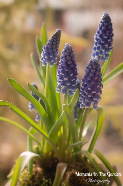 MomentsintheG's tweet photo. Pretty blue muscari (grape hyacinth).  An early spring bulb that does well in my garden.  muscari.  One of my favourite spring bulbs.  #grapehyacinth #earlyspringbulb #springtime #happygardeninglife #momentsinthegardenphotography https://t.co/f7Ch6XMyei
