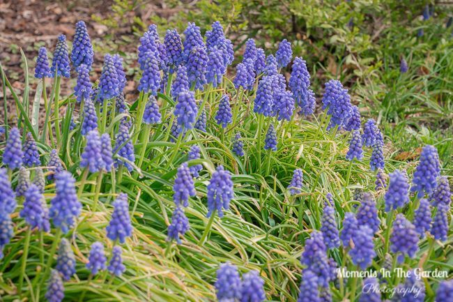 MomentsintheG's tweet photo. Pretty blue muscari (grape hyacinth).  An early spring bulb that does well in my garden.  muscari.  One of my favourite spring bulbs.  #grapehyacinth #earlyspringbulb #springtime #happygardeninglife #momentsinthegardenphotography https://t.co/f7Ch6XMyei