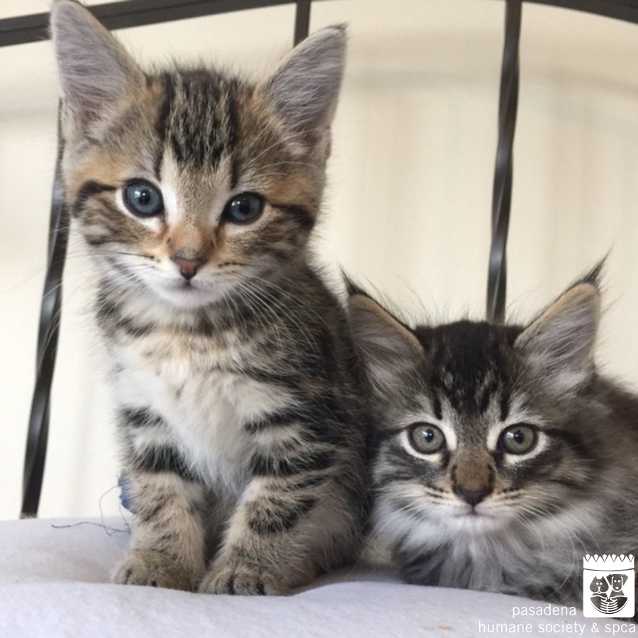 PasadenaHumane's tweet photo. Attention all cat lovers! Today starts Kitten Week, and we have 2-for-1 Kitten and Cat adoptions! Adopt one cat and take a second one home with no additional adoption fee. View our available #cats at https://t.co/7e1wXZ3bwZ. #KittenWeek #kittenseason https://t.co/yPvjK8v0Jj