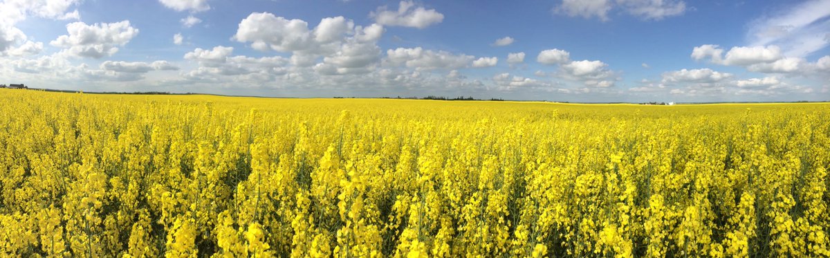 41_Regis's tweet photo. DK Exclamation, juste magnifique !!! 😍😍 @Colza_DEKALB https://t.co/BCnspklyxd