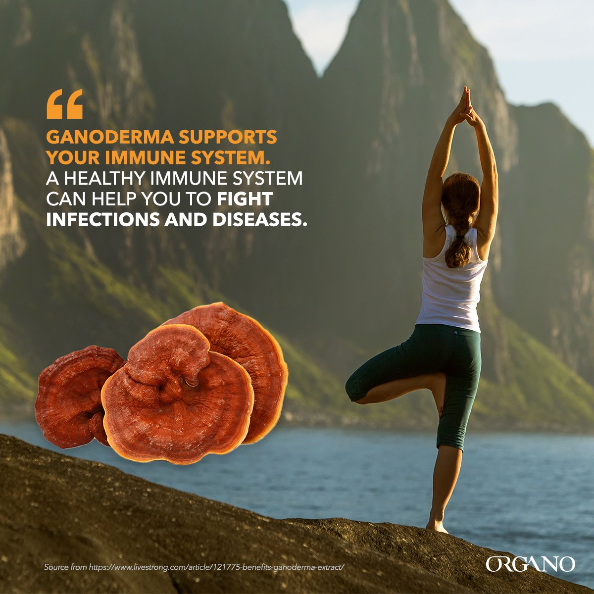 OrganoGold's tweet photo. Keep your body up to its optimal conditions with Ganoderma. #TasteTheGold #ganoderma https://t.co/Xjx6AzyYtp