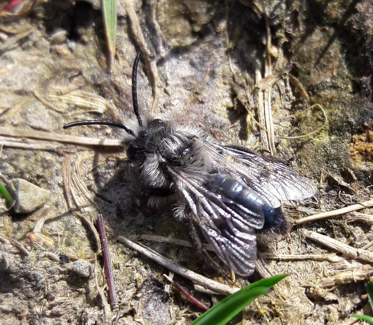 catofthewoods's tweet photo. Very beautiful little mining #bees spotted at the #Stiperstone car park yesterday. Andrena cineraria? #hymenoptera #insect https://t.co/GFDIY3JXU6