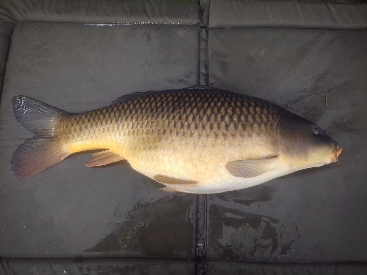 Matt_MMc's tweet photo. 17.5lb & 16lb on Scent From pop ups over crushed hemp &;monster red crumb #itworks #monsterred https://t.co/eFyByqQTzu