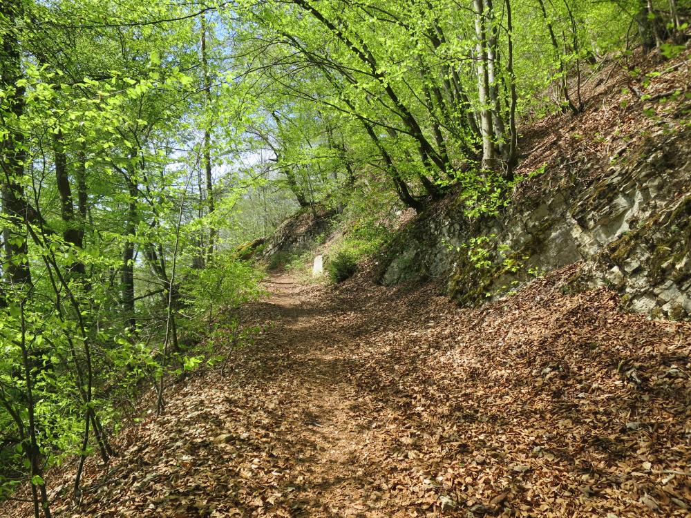 Wandersite's tweet photo. Frühlingswanderung vom Jura-Höhenweg an die Aare: 
Hauenstein - Homberglücke - Rumpel - Olten https://t.co/Gqj2qSk7oY https://t.co/2e0AoUfvfV