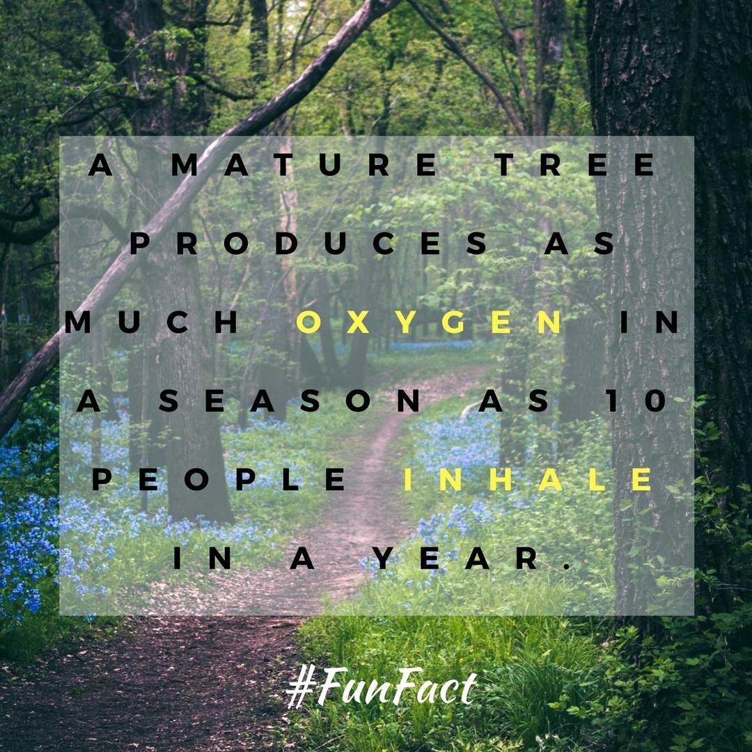 CherokeeTrees's tweet photo. #FunFact #trees #springfieldmo https://t.co/TRkIgEmhJL