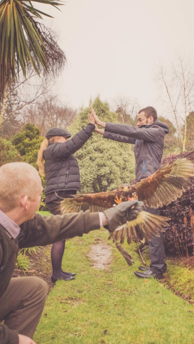 ecfalconry's tweet photo. A recent pic from the Glenview Hotel. #Glenview #hawkwalk #birdofprey #Wicklow #glenviewhotel #falconry #weddings #ireland https://t.co/lFxTuJTa3X