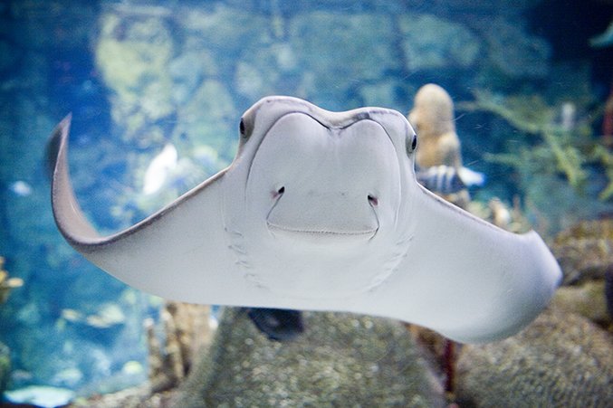 shedd_aquarium's tweet photo. Love Shedd? Go ahead and vote! We've been nominated in the Best Aquarium category of USA Today's @10Best Readers' Choice travel award contest and we'd love your support: https://t.co/nbcn7wOTpX https://t.co/OL8p9GK5Xs