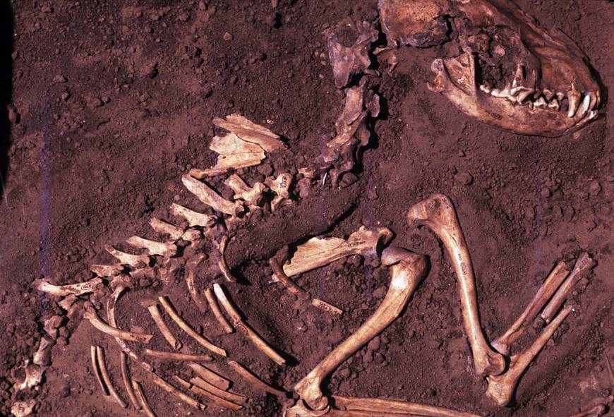 The remains of three dogs recovered from sites in Illinois, who appear to have died of natural causes and were buried individually, have been dated to 10,000 years ago—making them 700 years older than the previously oldest-known dogs in North America. 

archaeology.org/news/6560-1804…