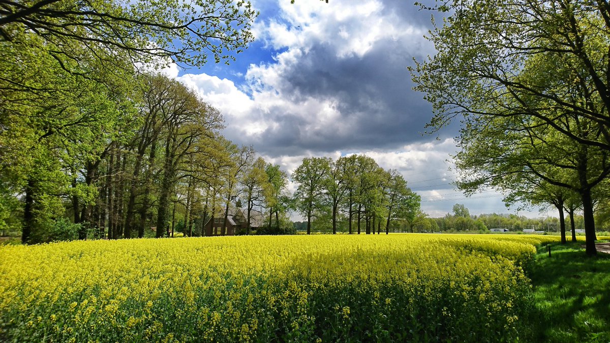 RaymondHofste's tweet photo. @mrmiddendorp @weermanreinier @nicolienkroon @helgavanleur @Jennifer_Faber @onwukaa @whoebert @marcopverhoef @GerritHiemstra Vanmiddag Bewolking Boven de koolzaadvelden tussen zenderen en Borne, zo mooi om dit zo te zien https://t.co/tjJomuUyeL