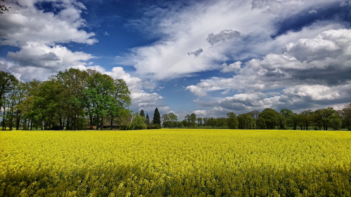 RaymondHofste's tweet photo. @OmroepWNL @WNLVandaag @UwPresentatrice @robertvriezen @BuienRadarNL Vanmiddag prachtige Bewolking Boven de koolzaadvelden tussen zenderen en Borne, zo mooi om dit zo te zien https://t.co/xhb0BMDO3B