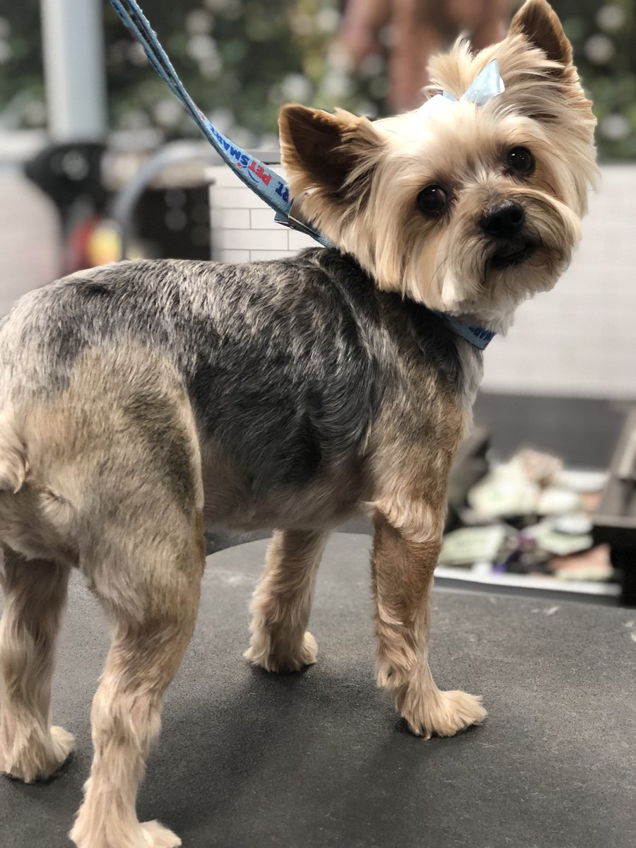 PetsmartOkatie's tweet photo. Alex is feeling soft and sassy after his HEMPZ bath. HEMPZ is gentle on his skin and has helped alleviate that summer itch! #petsmart3157 #petsmartokatie #petsmart #petsmartgrooming #petsmartgroomingsalon #groomernation #HEMPZ @ThompsonMechel1 @PetSmartAE https://t.co/cRi06iUFOn