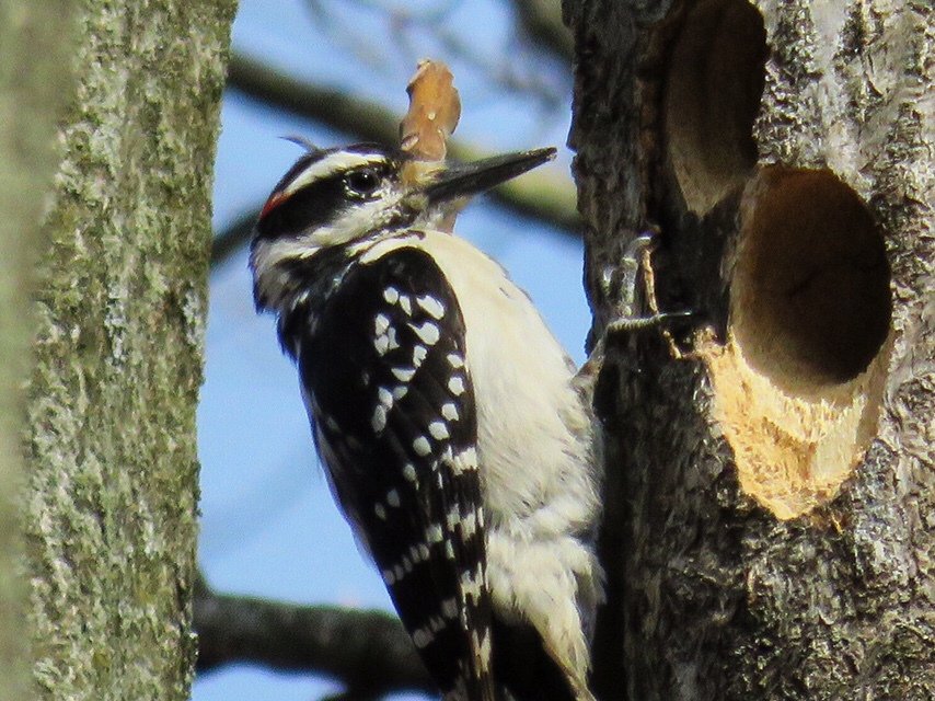mikulichj's tweet photo. Male Hairy Woodpecker engaged in carpentry. #birdyourworld #yearofthebird https://t.co/TOiBOywJI9 https://t.co/VfcAWypBUn