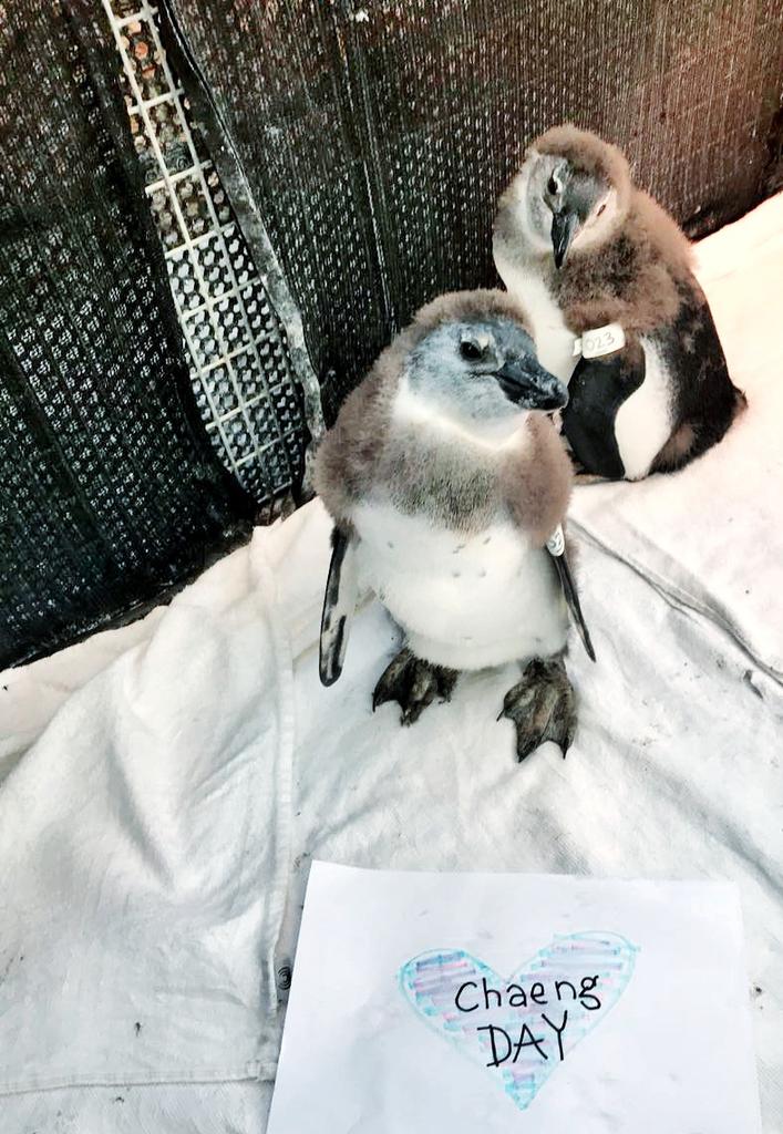 ChaeKatarina's tweet photo. Baby penguin gave Chaeyoung's birthday greetings too, there's two penguin but you know which one is resemble Mina the most.... ๐ง๐ง
"Only look at Chaeyoung"
๐ South Africa
@JYPETWICE
#๋ฏธ๋ #์ฑ์ #MINA #CHAEYOUNG #ํธ์์ด์ค #TWICE #HappyCHAEYOUNGday #ChaengDay https://t.co/4GbmwXhmk6