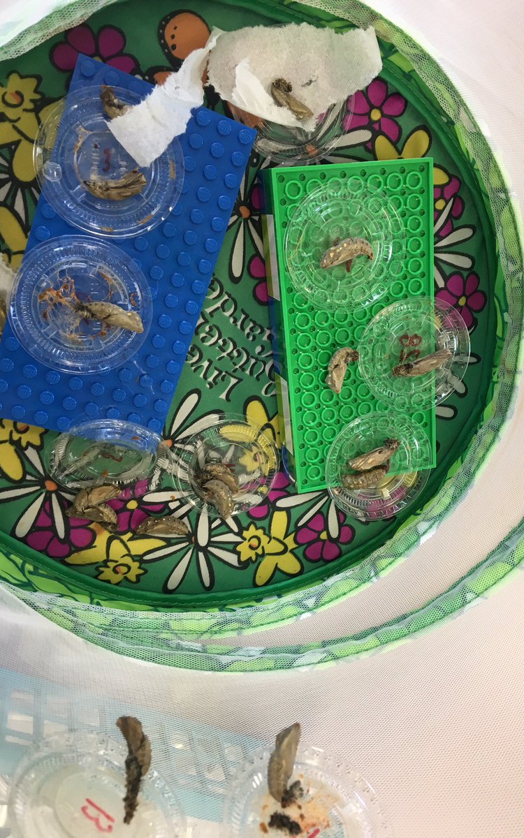 nmsraidersread's tweet photo. As the UK eagerly awaits The Duchess of Cambridge to give birth, we here at New Market School Library are eagerly awaiting for our 23 butterflies to emerge. #cantshushthis @MCLAalabama https://t.co/xn7FxHn3iH