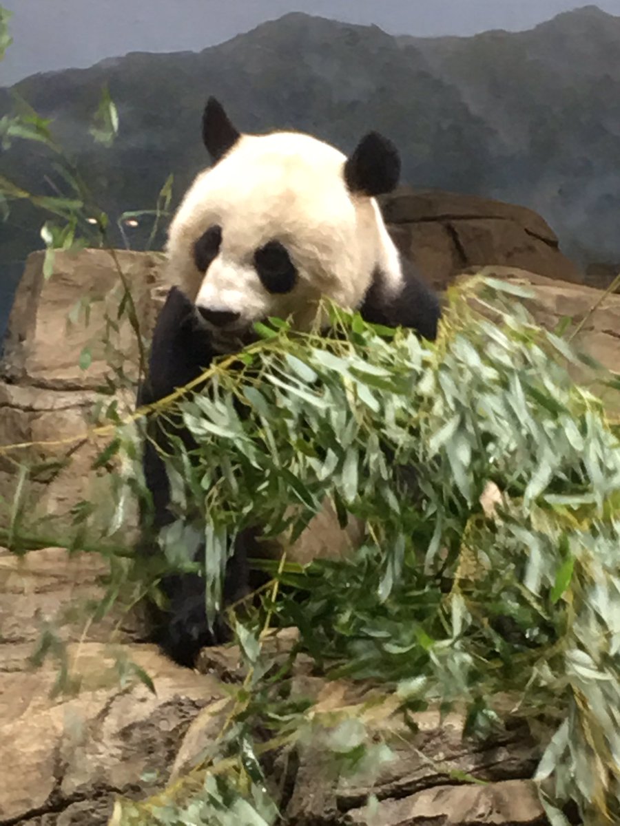 Sofia_Halapides's tweet photo. Watching the panda eat bamboo and the sea lion getting his teeth brushed!! @RRD_LCPS #Super2nd https://t.co/ktYDgriHLM