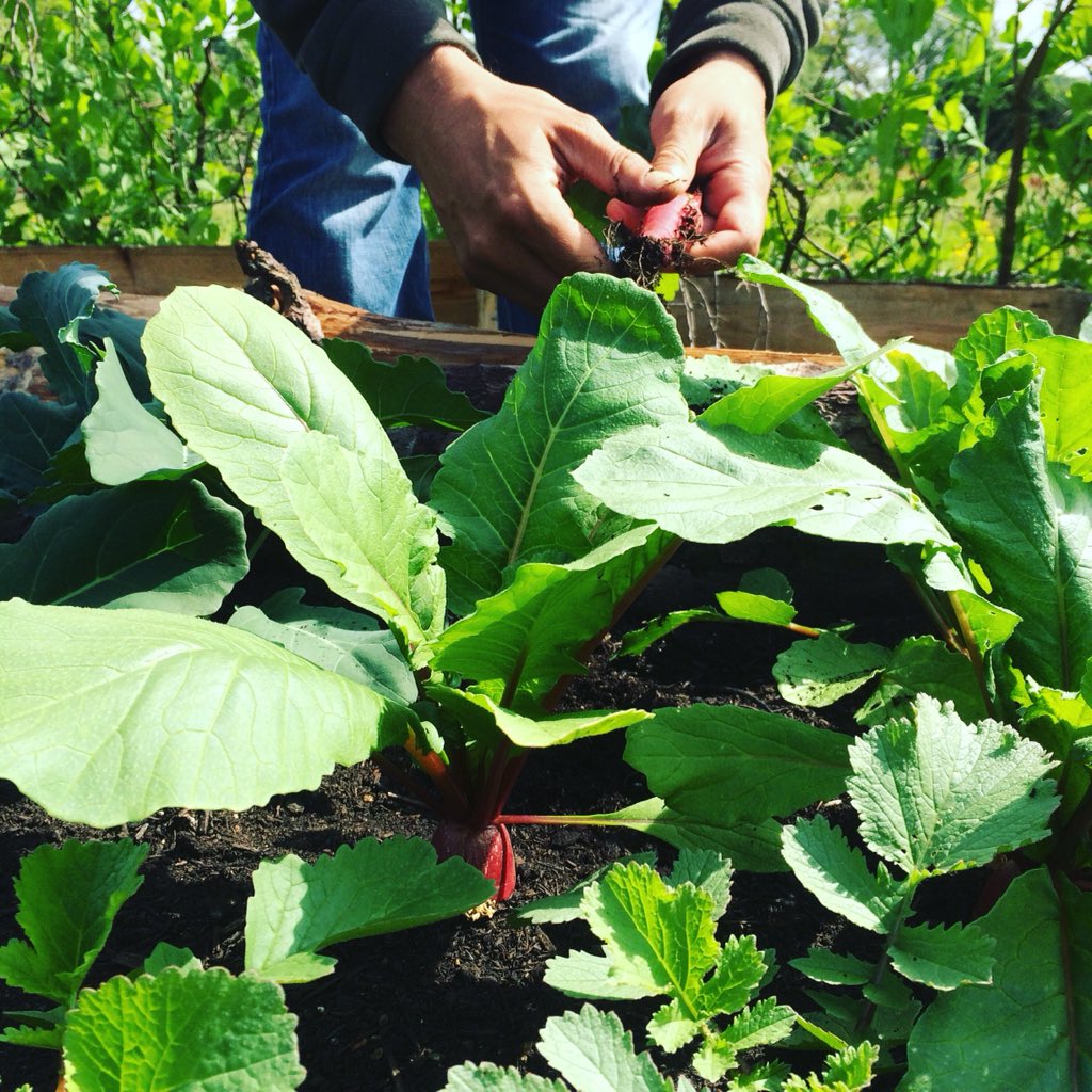 OldDairyKitchen's tweet photo. Green Again Feast this Saturday down on the Farm. Join us for some seriously, Springy deliciousness! Check the website for more details. Please spread the word good people. X  @DevonFoodHour @DevonLifeCath @atasteofdevon https://t.co/NNTZZAzssk