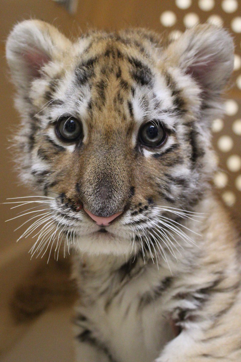 mnzoo's tweet photo. Happy #Monday! Here are some photos of Vera, the Amur tiger, from the past year. Can you believe she's turning one on Thursday?! Join us for special birthday #enrichment April 26, at 1:30 pm, at Tiger Base Camp. #MondayMotivation #savewildtigers #notapet https://t.co/F1BeUG8fK3