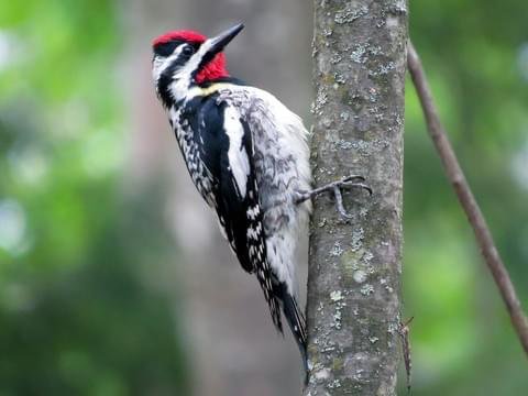 wrn221's tweet photo. The most spent-on species by the DoD is the Red-cockaded woodpecker (Leuconotopicus borealis). #ees028 https://t.co/23HJEe8Hyb
