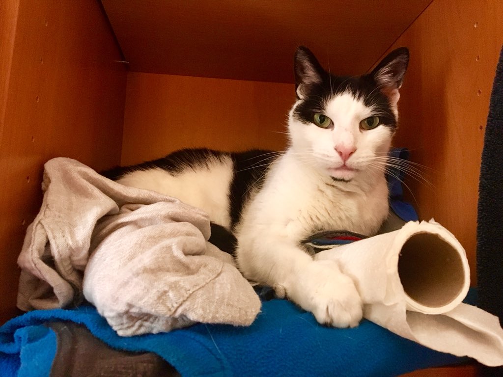 GardensWithDogs's tweet photo. Today’s Office Cat: is preparing to shred this roll of top secret documents #seriouswork #importantbusiness #cat#cats #CatsOfTwitter #catsofworld #catoftheday #catoftheworld #cats_of_twitter #officecat https://t.co/j9DCf0tgNK