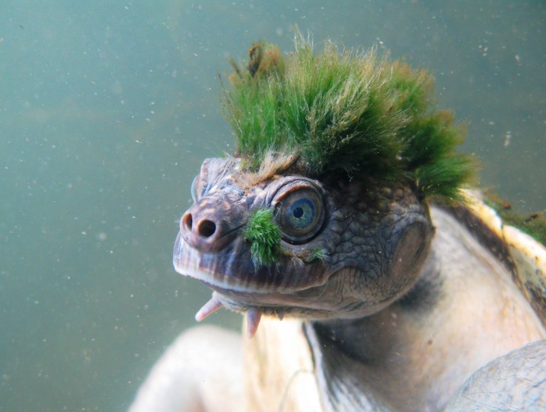 LightPoetryMag's tweet photo. Want a #corgi beloved by the Queen,
or a #turtle with "hair" that's bright green,
or the latest on Rudy
and a trainful of doody?
You have come to the right magazine.
https://t.co/JEGrNyENA6
Description:@petersagal @KyrieMeMo @_RoxanneRoberts @MoRocca @TomBodett @paulapoundstone https://t.co/e0AHBW80Zv