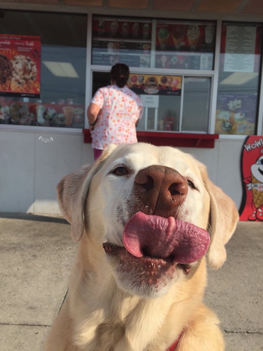 dog_rates's tweet photo. This is Jackson. His favorite ice cream place just opened pup for the season. Should call it Scoops &amp; Boops. 12/10 jubilant af https://t.co/niFwBmiiDT