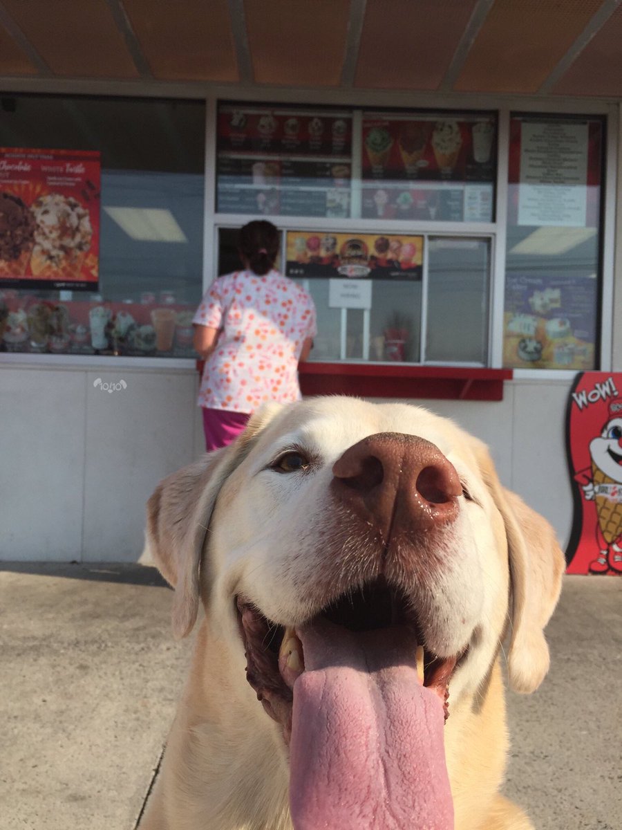 dog_rates's tweet photo. This is Jackson. His favorite ice cream place just opened pup for the season. Should call it Scoops &amp; Boops. 12/10 jubilant af https://t.co/niFwBmiiDT
