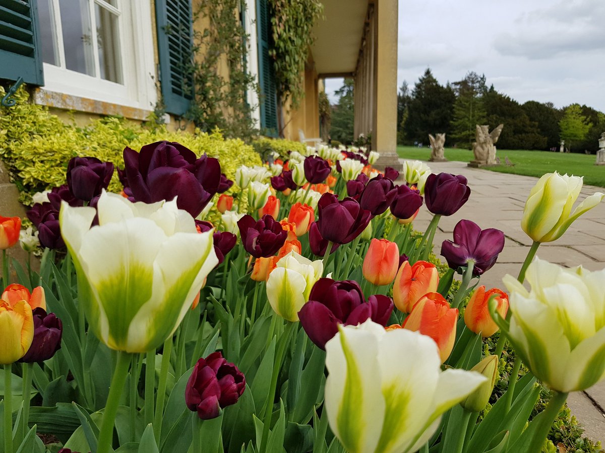 Better late than never! The @PolesdenLaceyNT tulip display around the house is now in full bloom. #floralfusion @SurreyLife @SurreyPic @southeastNT