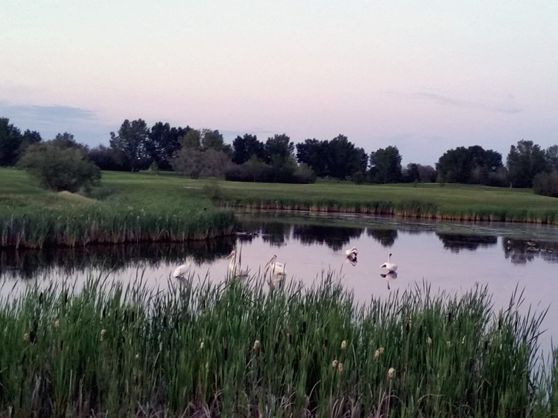 Project in Saskatchewan to Conserve Wetlands Receives Funding dlvr.it/QQVrkL https://t.co/nUZj4pFhuu
