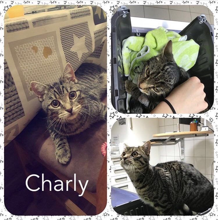 TierischHappy's tweet photo. Charly ist ein absolutes Notfellchen und braucht sofort ein neues Zuhause (Pflege- oder Endstelle)
🐾 10 Monate
🐾 Freigang
🐾 ruhiges Zuhause!
🐾 56133 #Fachbach
https://t.co/wdSCZzI3lT
#adoptdontshop #RESCUE #KittyLoafMonday #tabby #cat #foreverhome https://t.co/vV2SFxZyBU