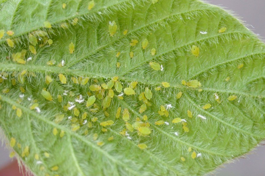 ProfilesSMM's tweet image. Is it time to call a professional for those pesky spring pests? ow.ly/btUE30eF6Sg #arboristnow @ArboristNow @Greentouchhub #treepests