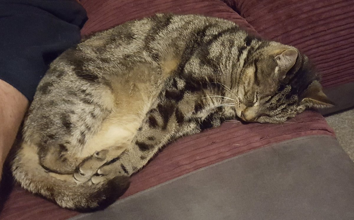 bestcatintown's tweet photo. It's sleepy Monday 🐱 https://t.co/vPw66LqjFJ