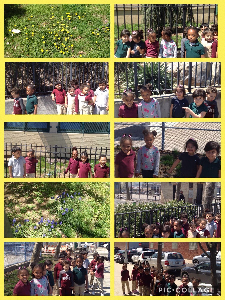 Pre K 121 went on a walking trip around the neighborhood looking for all sorts of plants. #ps76