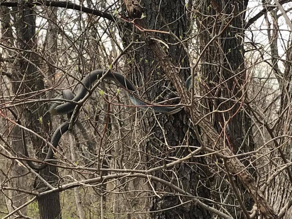 KHQATegan's tweet photo. Ahhhh SNAKES! What kind of snake is this and what’s it doing in a tree!!!! I don’t freak out over much.....but this did me in! #snakesintrees @KHQA https://t.co/NrKMpNZWwE