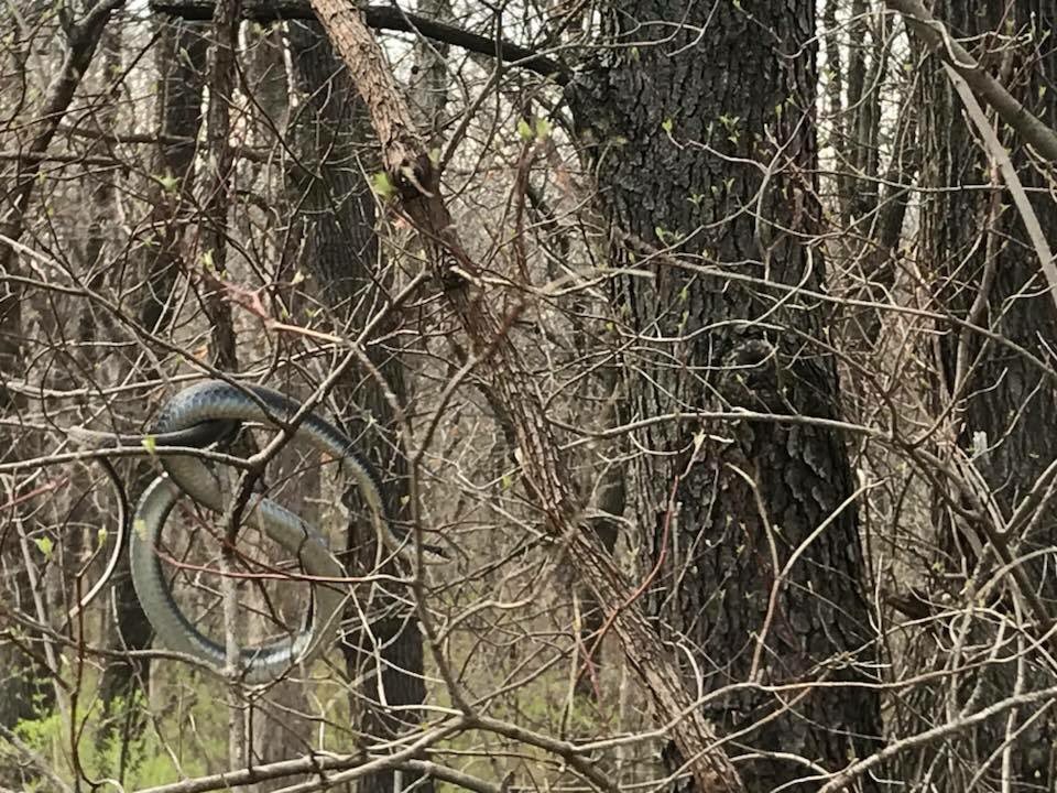 KHQATegan's tweet photo. Ahhhh SNAKES! What kind of snake is this and what’s it doing in a tree!!!! I don’t freak out over much.....but this did me in! #snakesintrees @KHQA https://t.co/NrKMpNZWwE