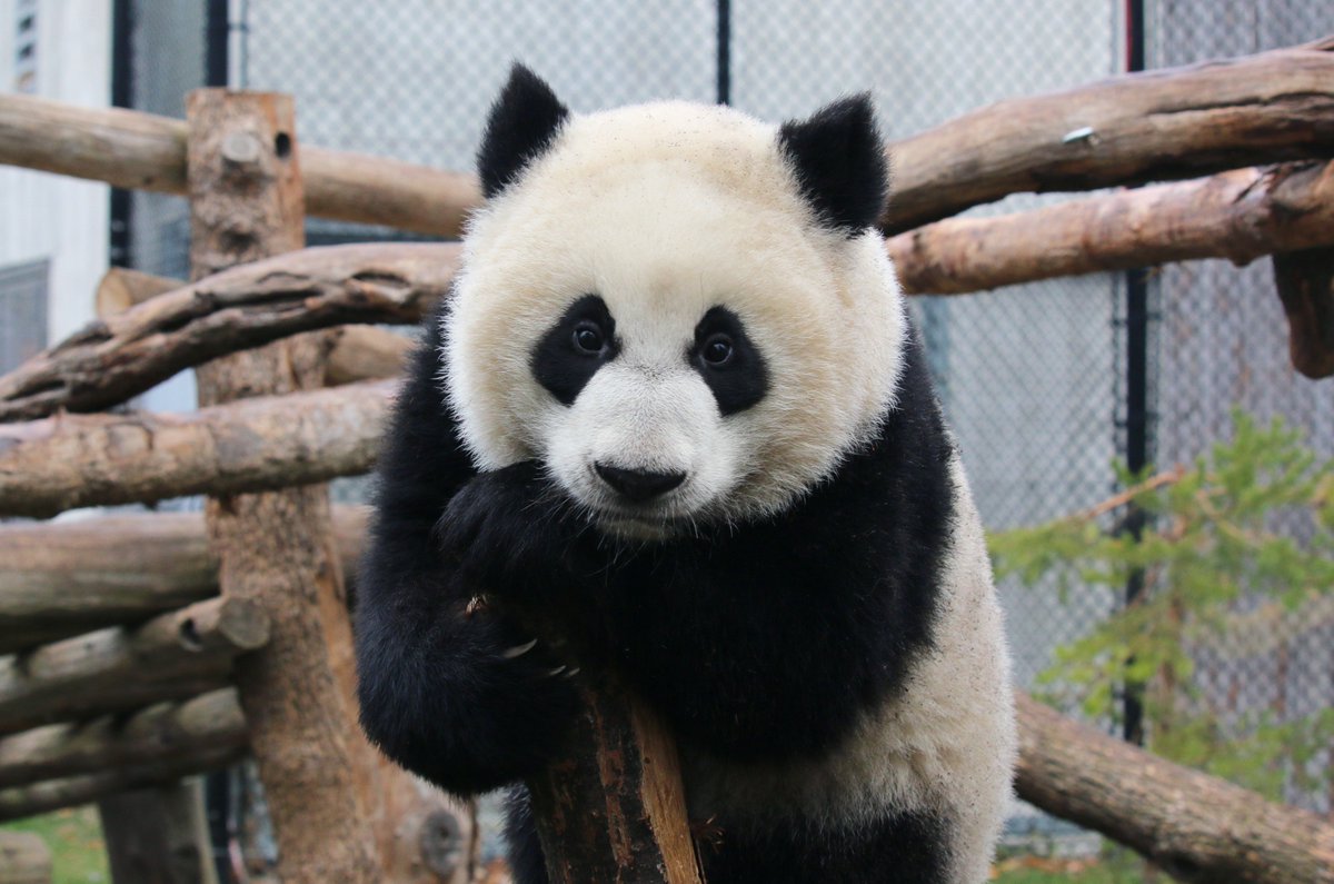 CBCHomestretch's tweet photo. Four giant pandas are now living in Calgary. Most of us have to wait until May 7 to see them at the Calgary Zoo....but our Homestretch naturalist, Brian Keating got a sneak peak over the weekend. He joins us after 5:30.  @GoingWildTV 
Photo credit: Toronto Zoo https://t.co/uoYtXaCPYe