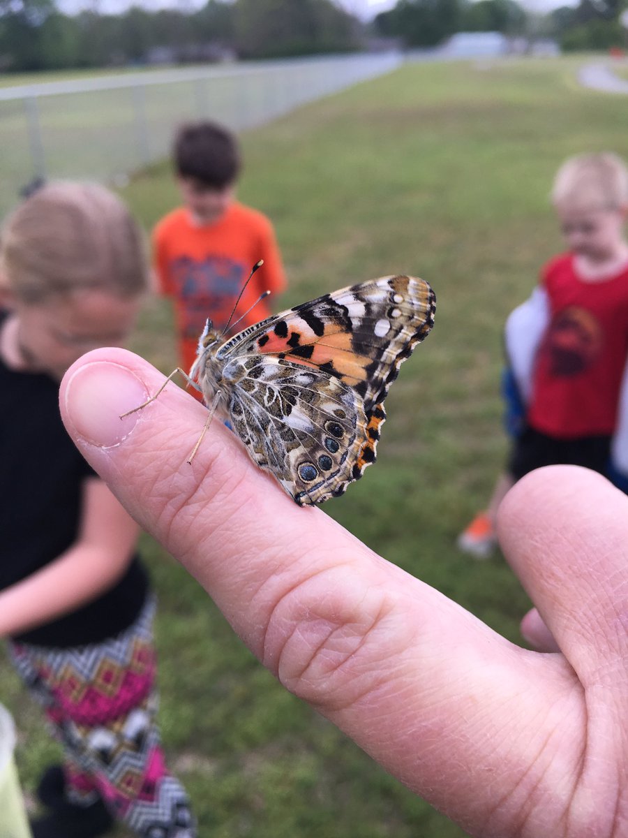 ReneeTarrant's tweet photo. It's butterfly release day! #CelebrateMonday#CEunited@CentralCabotpK4 https://t.co/XpGo4lgrMU