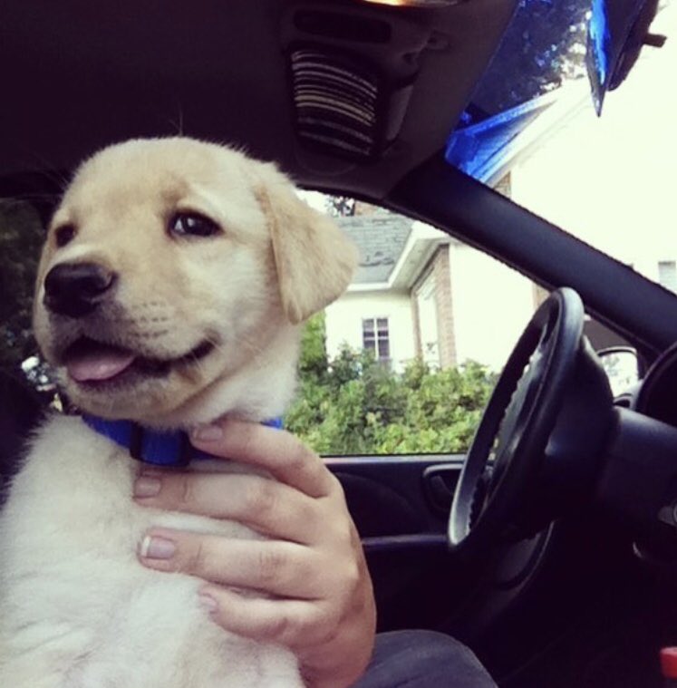 MollyChisamore's tweet photo. I just found this picture of the first day I met Cooper 😭🐶💜 https://t.co/6EWYUTNrmf