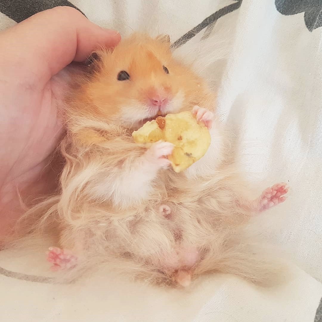 Hamster_NGoC__'s tweet photo. Thank for following us we promise to give you the most beautiful pictures and videos!
Via: @fluffyrodents 

#HAMSTERLOVE #HAMSTERSOFINSTAGRAM #HAMSTERGRAM #HAMSTERS #HAMSTER #HAMSTERCAGE #HAMSTERLOVER #HAMSTERSOFIG #HAMSTERSONINSTAGRAM #HAMSTEROFINSTAGRAM https://t.co/SPnMGkiUAc