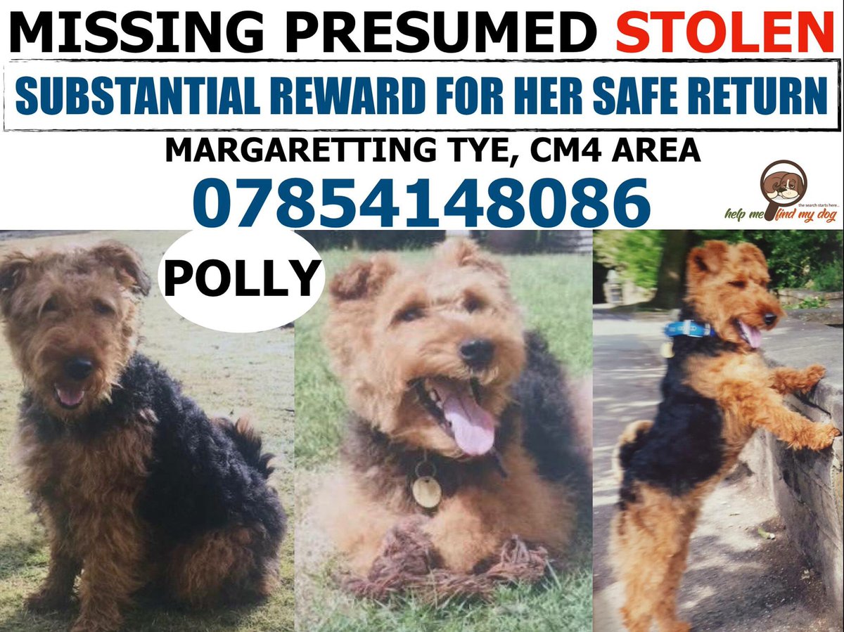 rosiedoc666's tweet photo. POLLY #missing presumed #stolen #Margaretting #Tye #CM4 female #welshterrier 2/6/17 
PLEASE TRY AND REMEMBER ‼️have u seen her, did someone take her in‼️
Her owners need to know she's safe 💔😪💔 https://t.co/PPdxmpy8RP